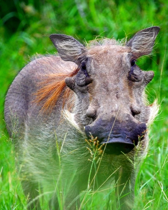 a boar that is standing in some grass