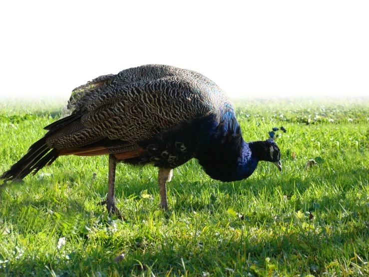 a blue - and - grey peacock standing in grass