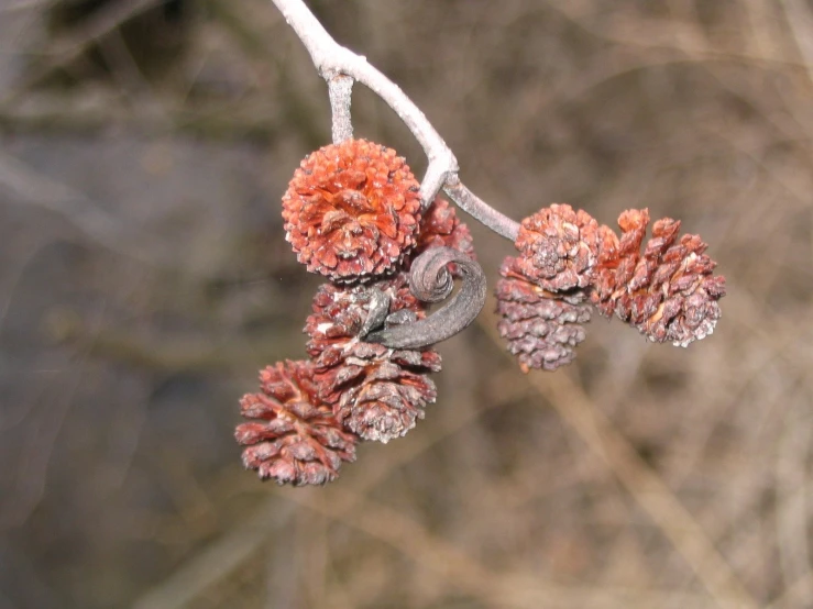 red berries hang from an icy nch covered in frost