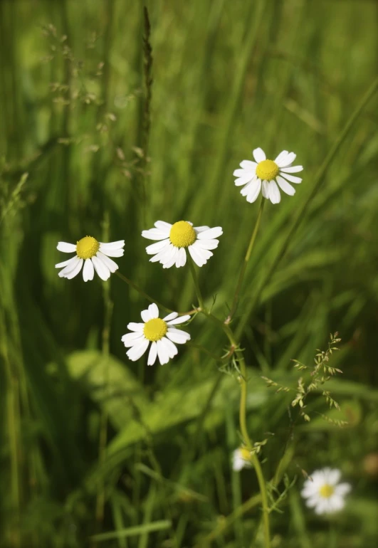 a bunch of flowers that are in the grass