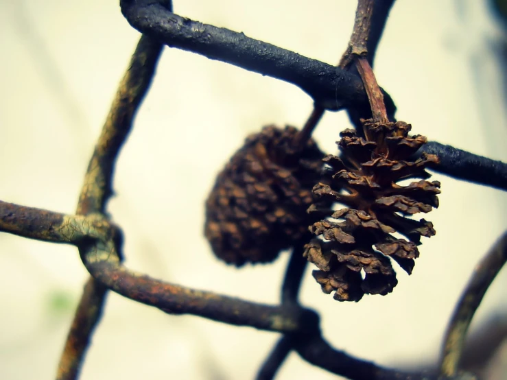 some little cones are hanging off of a tree