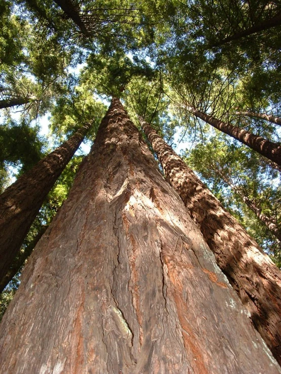 the tall trees are in the woods and look up