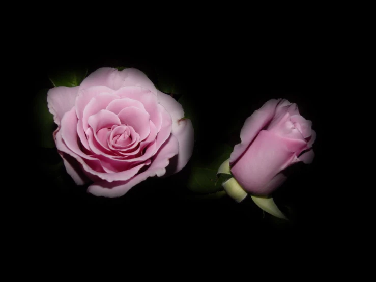 a pair of flowers that are pink and are in the dark