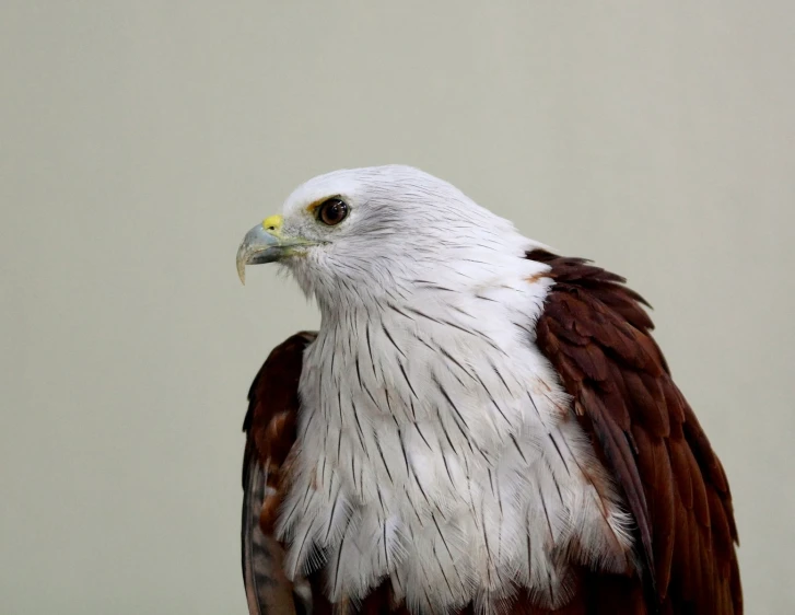 an eagle is perched on the nch with its wings folded