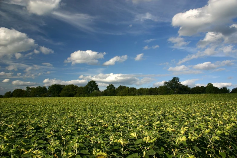 a big field with green leafy plants