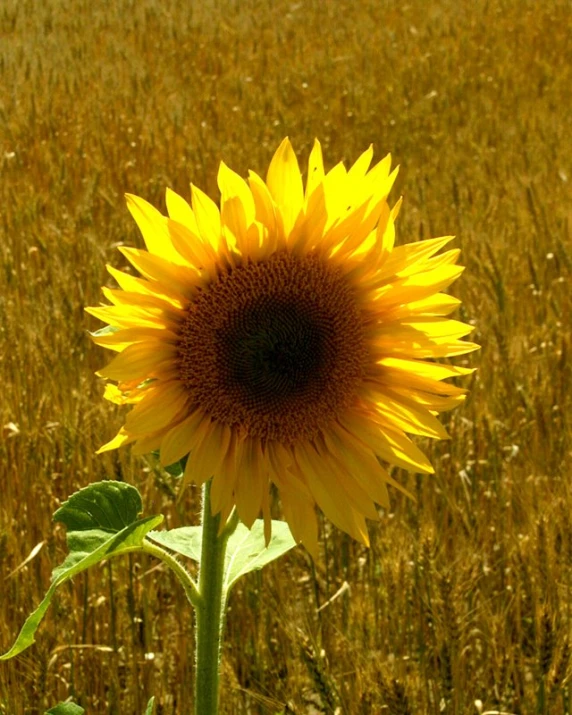 a single sunflower stands in an open field