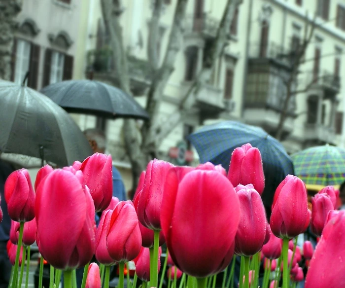 a group of people with umbrellas standing around purple flowers