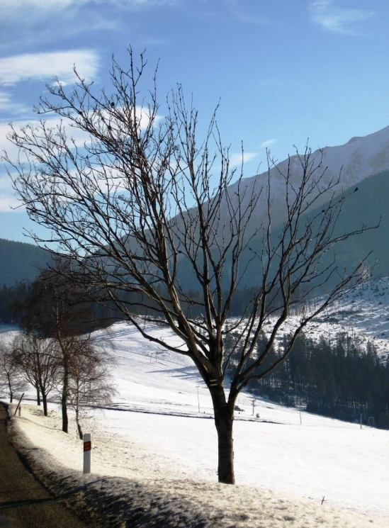 a lone tree standing out in the snow