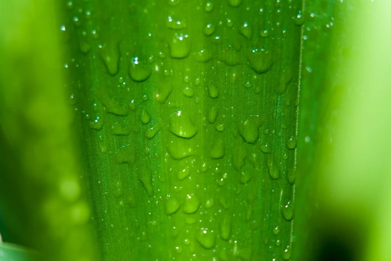 a close up s of a green item with water drops on it