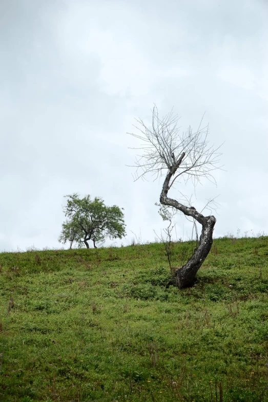 two bare trees stand in the middle of the green grass