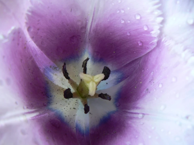 a close up picture of a flower in the middle of a field