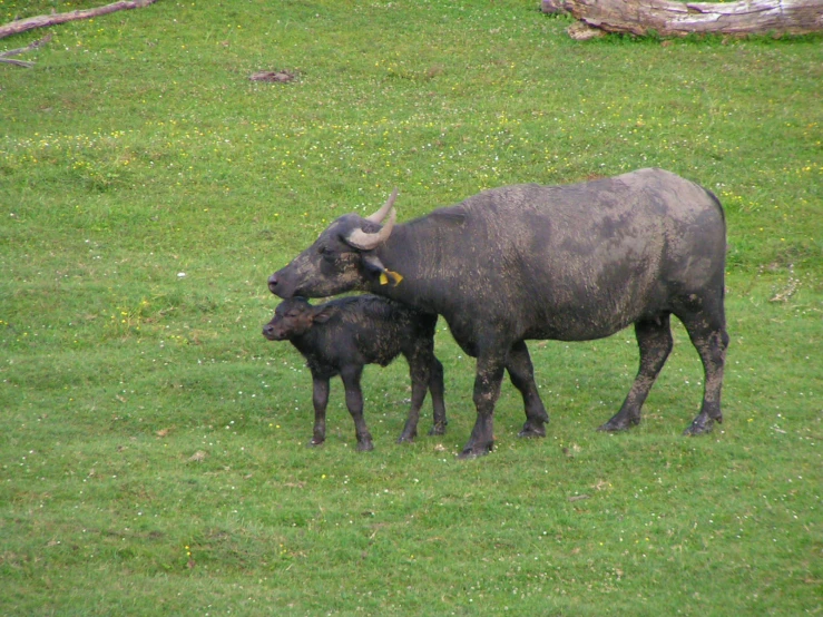 an adult buffalo standing next to a young black bull