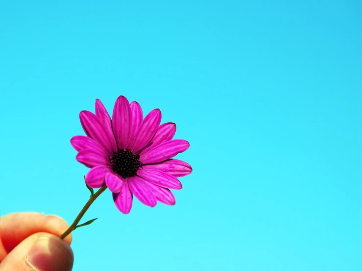 a small purple flower sits in a persons hand