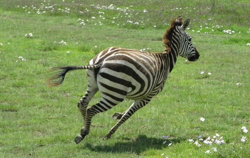 a ze running across a grass field next to flowers