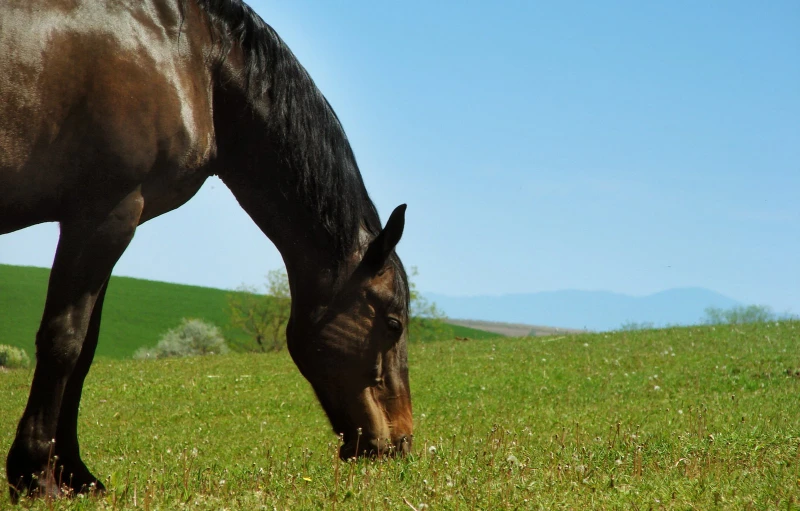 the horse is grazing in the field alone