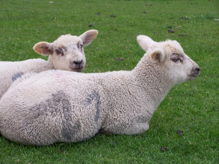 two sheep lying on the grass in front of a fence