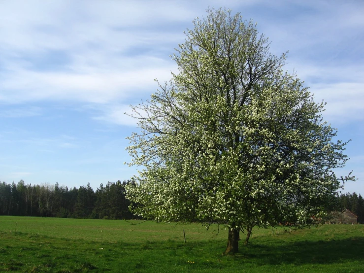 a large tree in a large grass field