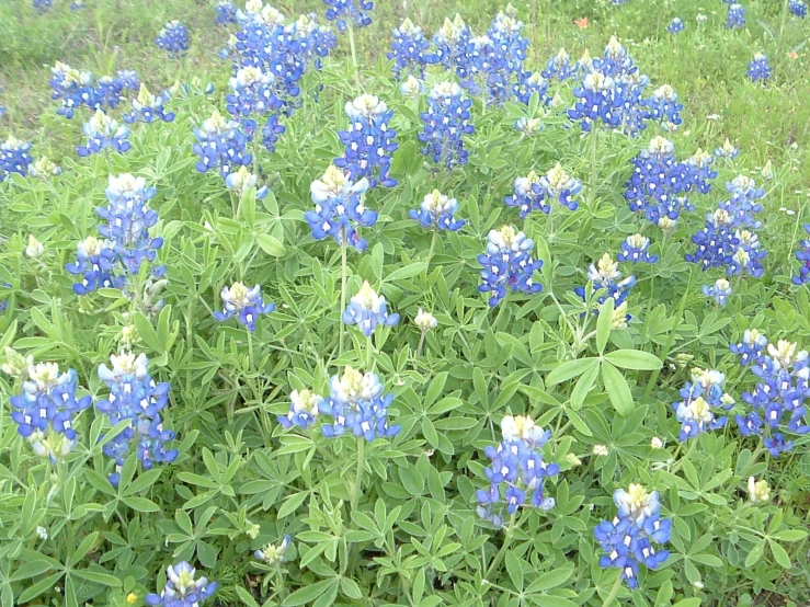 blue flowers that are growing in some green grass