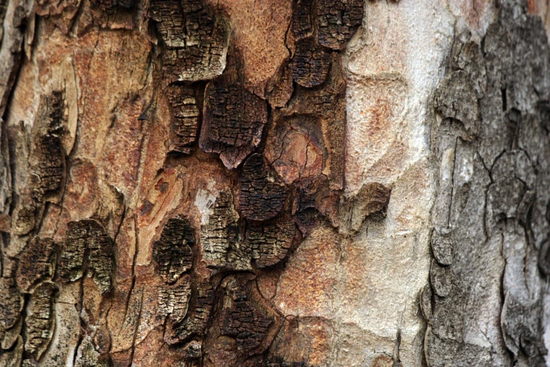 the bark of the tree is brown and there are many pieces of wood sticking out of it