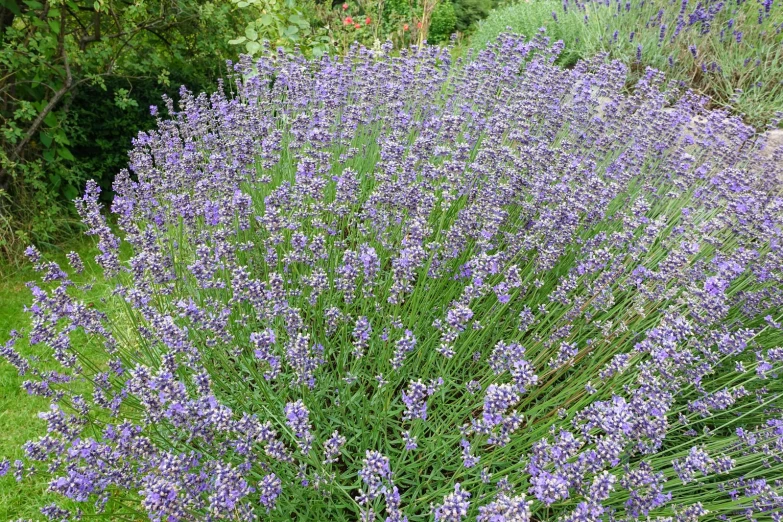 purple flowers are in the midst of trees