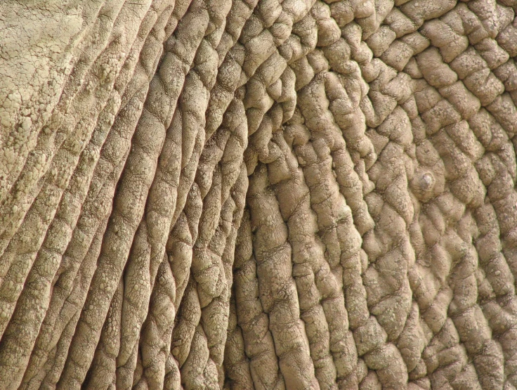 close up view of the side of an elephant's skin
