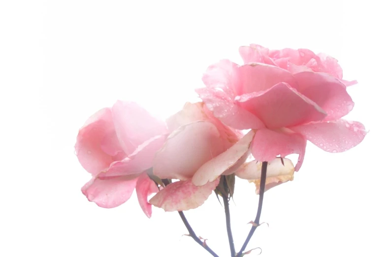 three pretty pink flowers with water droplets on them