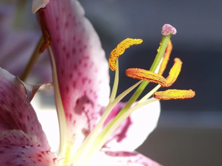 a single purple flower is coming out from the center