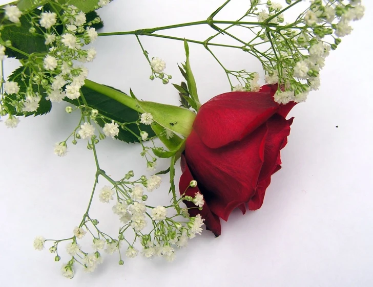 a single red rose on a white surface surrounded by small flowers