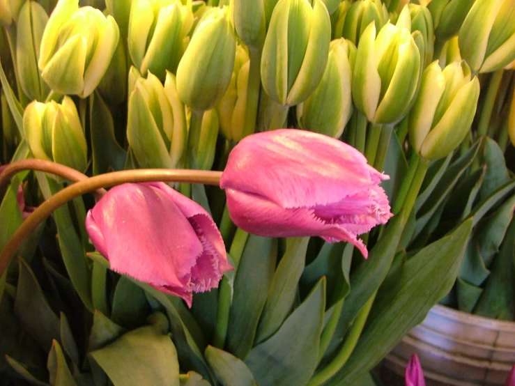 pink flowers in the middle of green stems