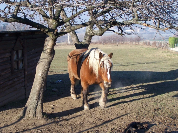 a horse walking through the dirt under a tree