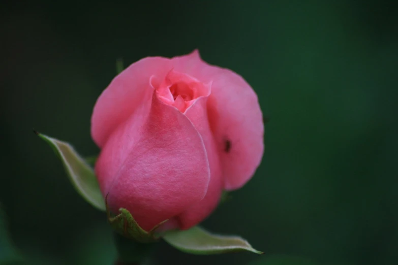a single pink rose is shown in closeup