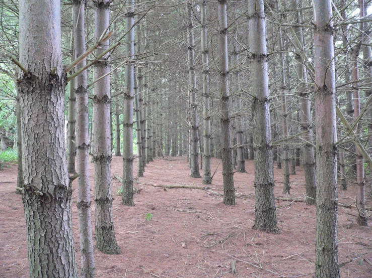 a group of tall trees that are in the woods