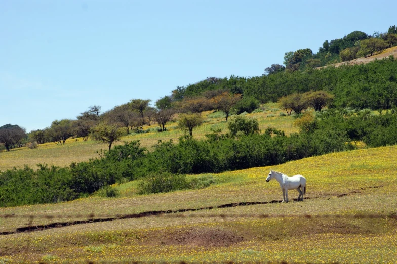 a horse standing in an open field near trees