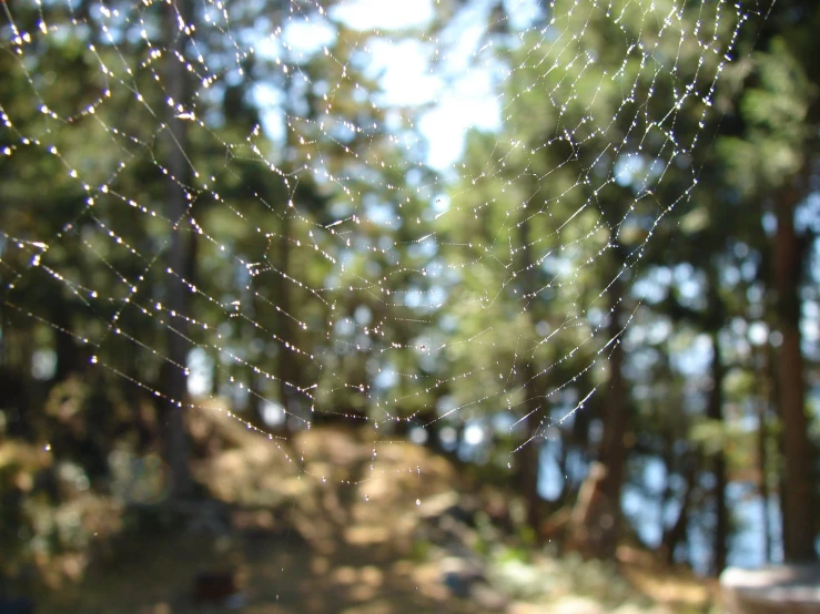 a large spider web with drops of dew