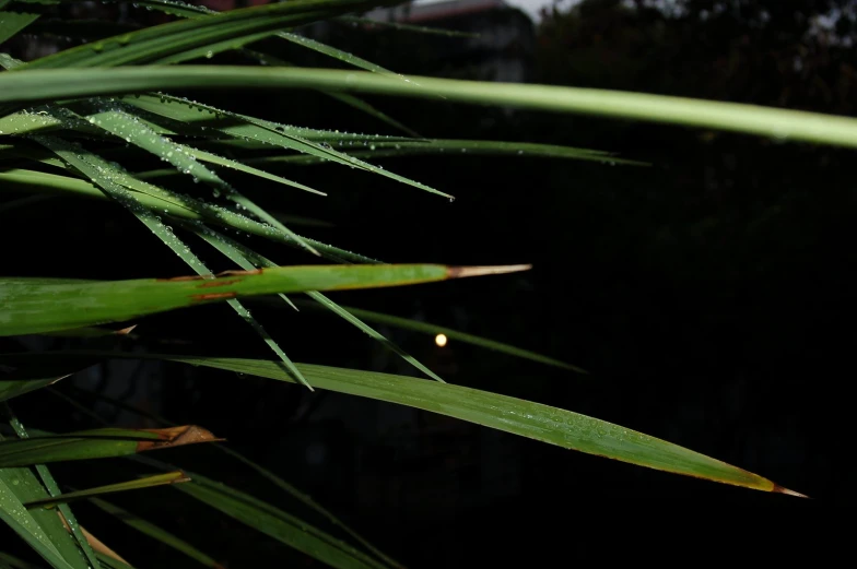 closeup of the water droplets on the leaves of a palm tree