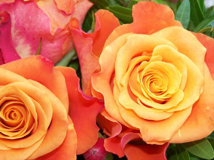 orange and pink roses are in bloom together