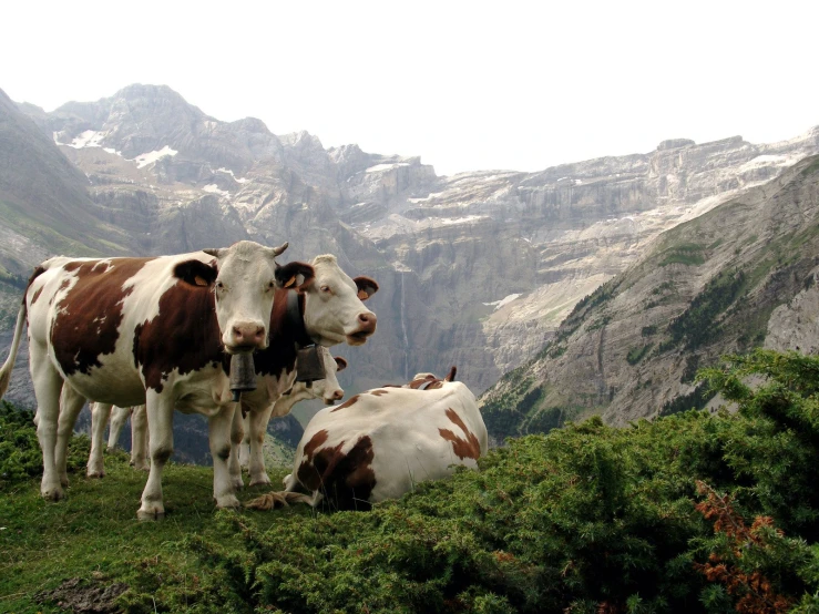 two brown and white cows are sitting in the grass