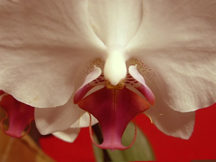 a beautiful white and pink flower with very big leaves