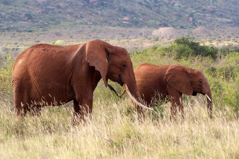 two elephants are in the tall grass with mountains in the background