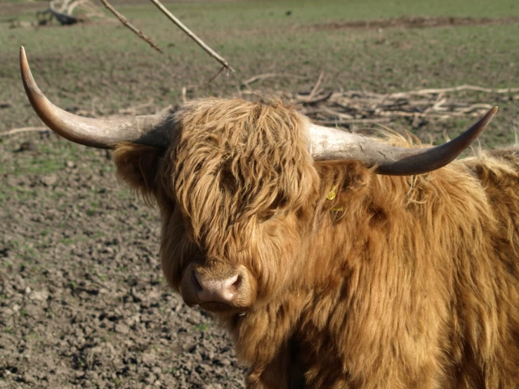 the wooly ox is standing in an empty field