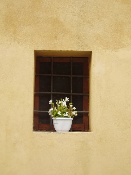 a window with a potted plant of flowers
