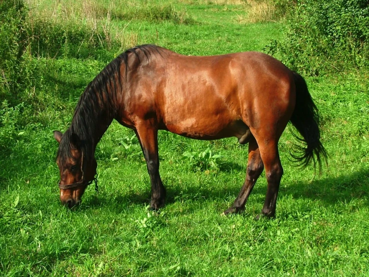 a horse grazes on some grass in the middle of nowhere