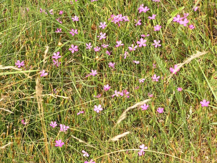 some flowers growing out of the grass in a field