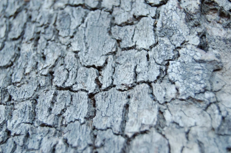 an up close po of a tree bark