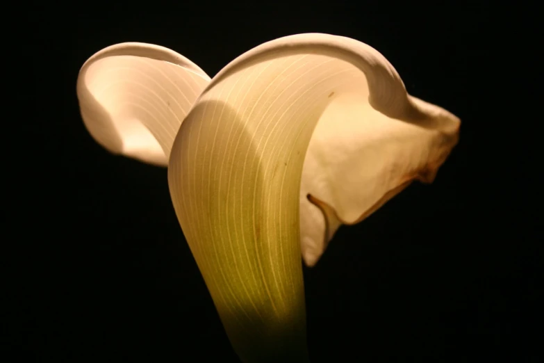 a flower with some white petals growing off it