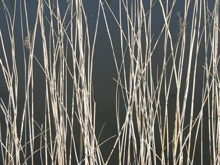 grass is sticking out from the water