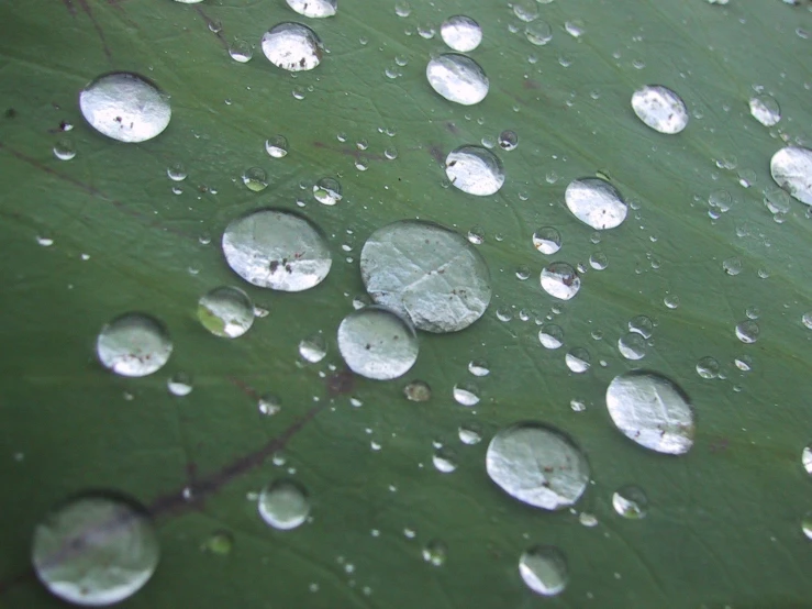 rain drops on a leaf that is growing on the leaves