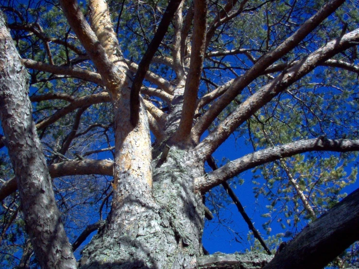 an upclose s of a tall tree, with blue sky in the background