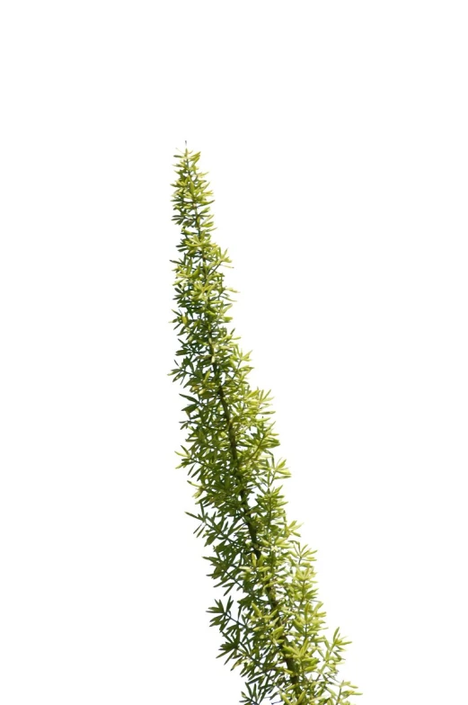 an image of a tree on a white background