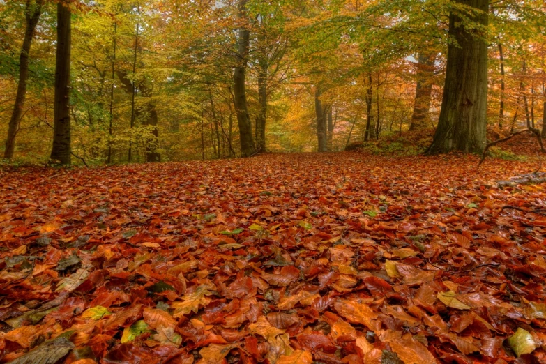 a wooded area with trees and leaves covering the ground